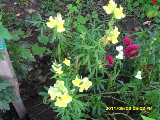 Name:  052.jpg
Views: 746
Size:  70.6 KB
