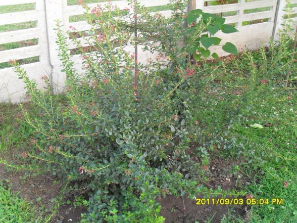 Name:  062.jpg
Views: 768
Size:  71.7 KB