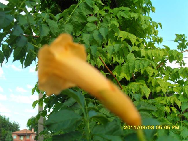 Name:  065.jpg
Views: 831
Size:  55.0 KB