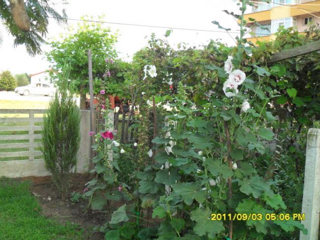 Name:  069.jpg
Views: 690
Size:  68.7 KB