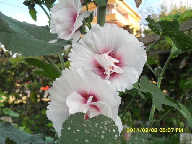 Name:  072.jpg
Views: 730
Size:  50.2 KB