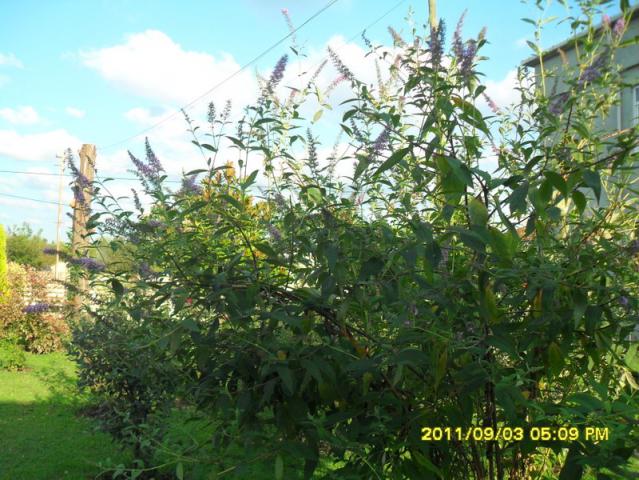 Name:  081.jpg
Views: 679
Size:  69.8 KB