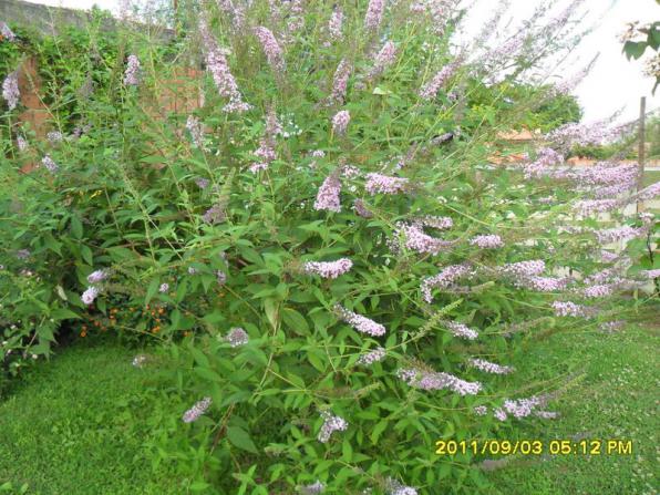 Name:  093.jpg
Views: 693
Size:  71.3 KB