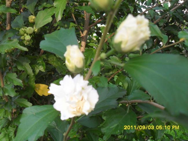 Name:  085.jpg
Views: 688
Size:  48.9 KB