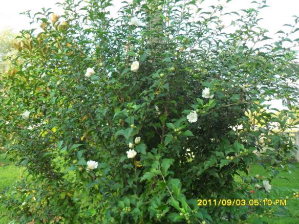 Name:  086.jpg
Views: 715
Size:  72.6 KB