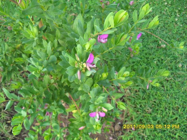 Name:  095.jpg
Views: 671
Size:  66.1 KB