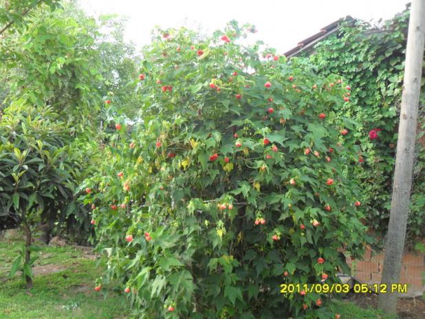Name:  098.jpg
Views: 660
Size:  71.1 KB