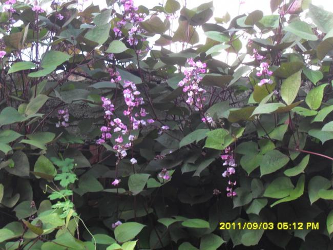 Name:  099.jpg
Views: 690
Size:  58.9 KB
