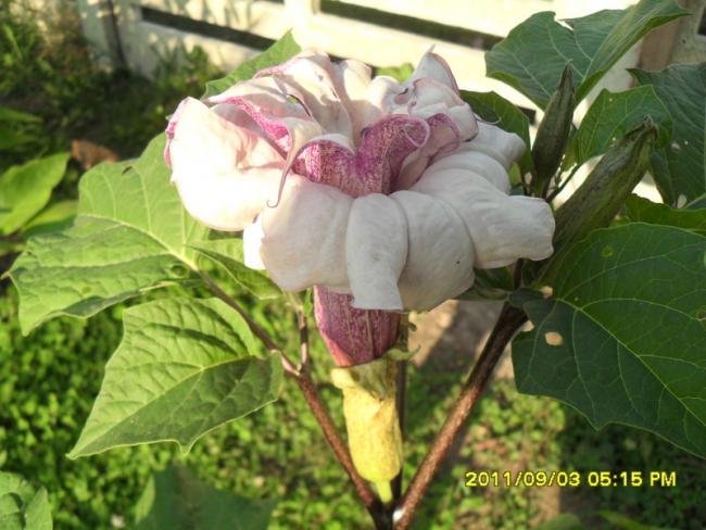 Name:  113.jpg
Views: 677
Size:  51.0 KB