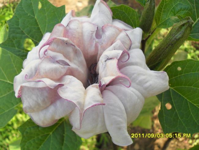 Name:  115.jpg
Views: 722
Size:  42.7 KB