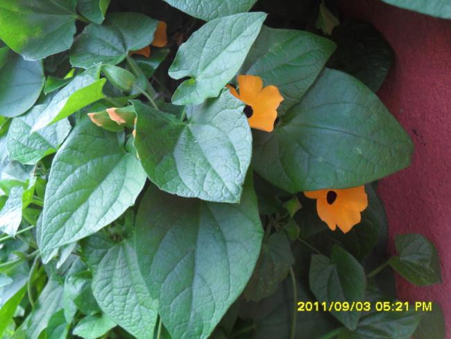 Name:  130.jpg
Views: 669
Size:  46.8 KB