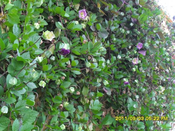 Name:  137.jpg
Views: 1688
Size:  72.0 KB