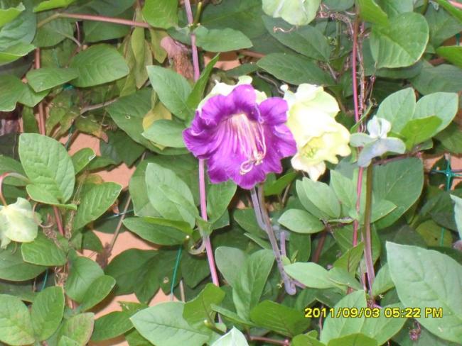 Name:  138.jpg
Views: 779
Size:  56.4 KB