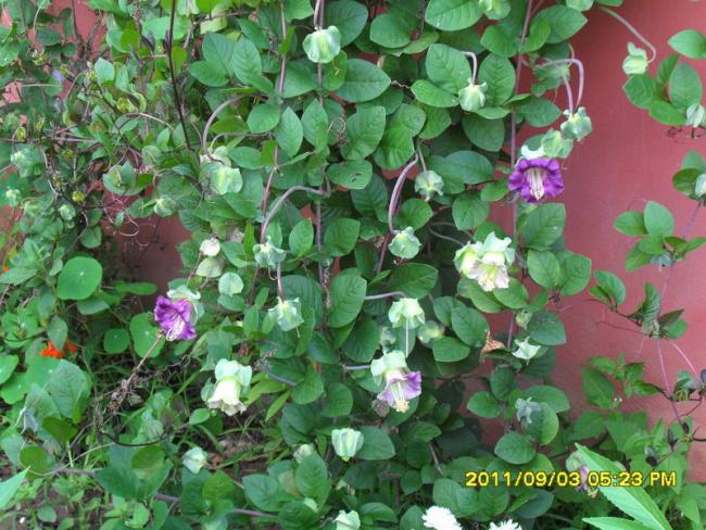 Name:  139.jpg
Views: 746
Size:  69.8 KB