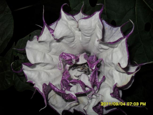 Name:  020.jpg
Views: 1975
Size:  38.3 KB