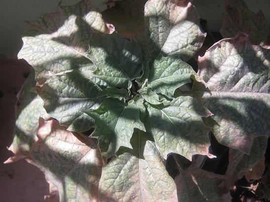 Name:  datura.JPG
Views: 2577
Size:  59.4 KB