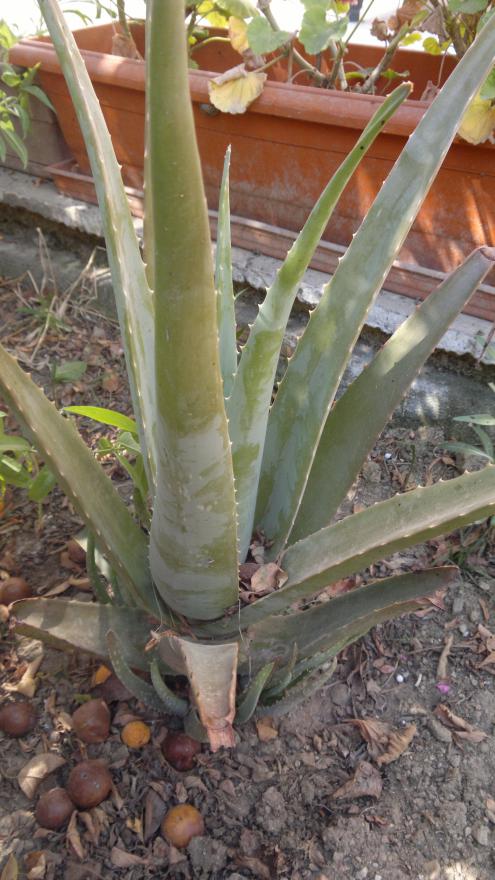 Name:  aloevera.jpg
Views: 1724
Size:  77.4 KB