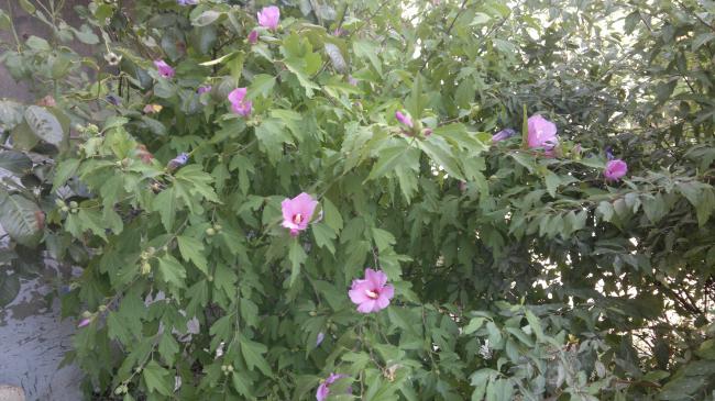 Name:  pembe hatmi.jpg
Views: 1823
Size:  56.5 KB