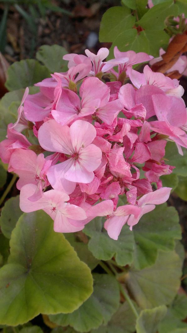 Name:  pembe sardun.jpg
Views: 1753
Size:  72.3 KB