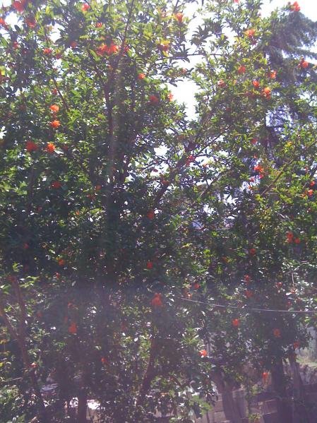 Name:  nar.jpg
Views: 1736
Size:  77.8 KB