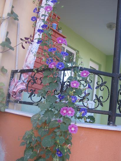 Name:  sabah sefas.JPG
Views: 1849
Size:  51.4 KB