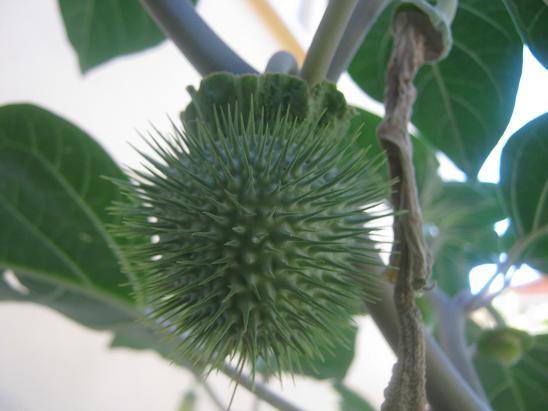 Name:  datura tohum kesesi.JPG
Views: 1788
Size:  42.1 KB