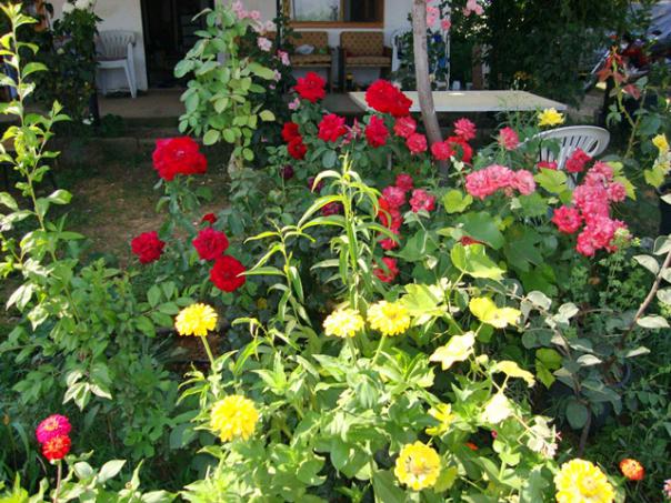 Name:  Gller ve Zinnialar.jpg
Views: 599
Size:  72.7 KB