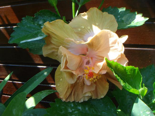 Name:  Hibiscus 2.jpg
Views: 696
Size:  43.7 KB