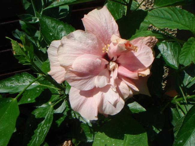 Name:  Hibiscus 6.jpg
Views: 699
Size:  48.8 KB