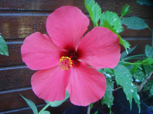 Name:  Hibiscus 11.jpg
Views: 701
Size:  43.9 KB