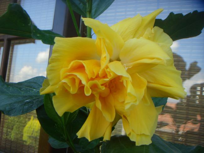 Name:  Hibiscus 18.jpg
Views: 664
Size:  37.2 KB