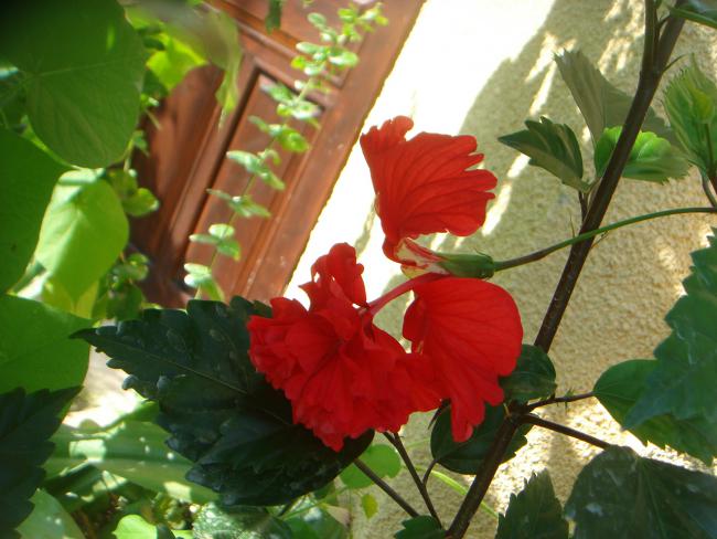Name:  Hibiscus 22.jpg
Views: 685
Size:  48.9 KB