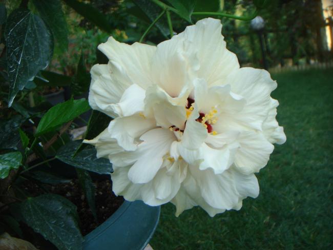 Name:  Hibiscus 104.jpg
Views: 678
Size:  37.8 KB