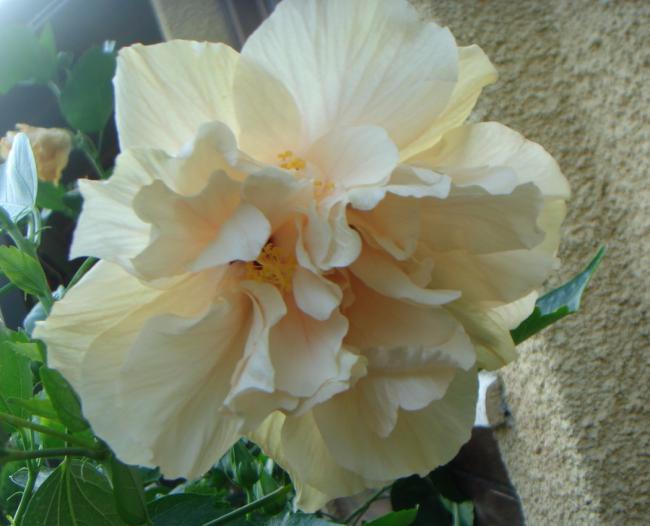Name:  Hibiscus 33.jpg
Views: 729
Size:  39.6 KB