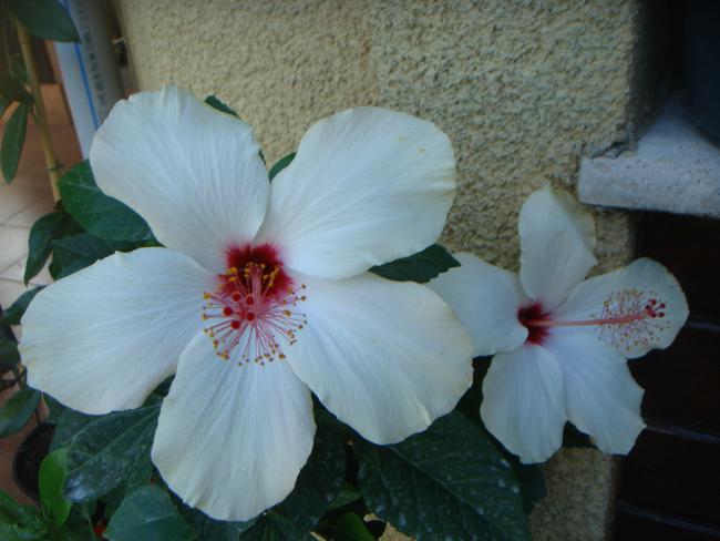 Name:  Hibiscus 68.jpg
Views: 688
Size:  38.9 KB