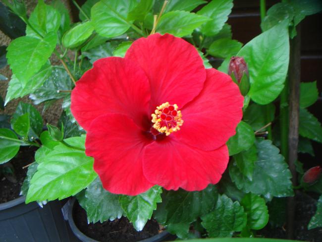 Name:  Hibiscus 96.jpg
Views: 695
Size:  45.2 KB