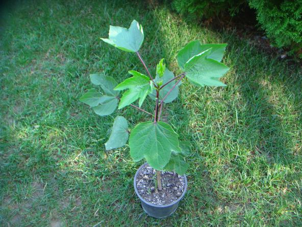 Name:  Hibiscus Sabdariffa 2.jpg
Views: 842
Size:  70.6 KB