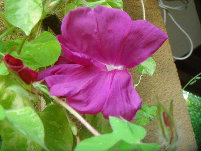 Name:  JMG 46.jpg
Views: 684
Size:  38.8 KB