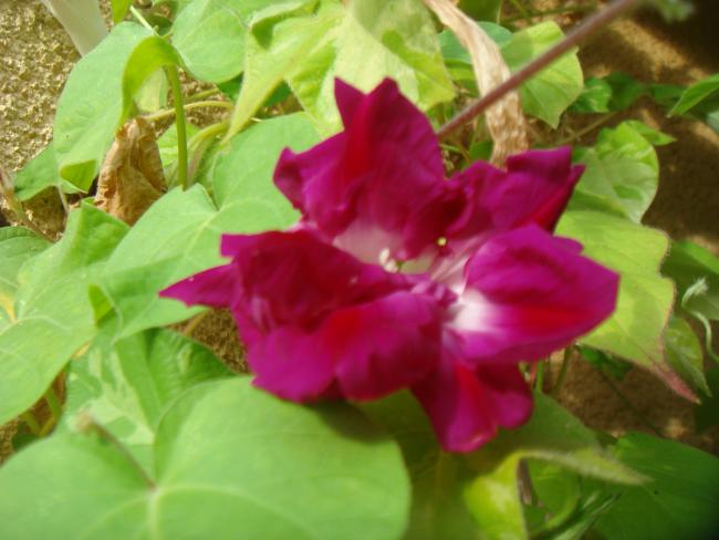 Name:  JMG 38.jpg
Views: 674
Size:  39.4 KB