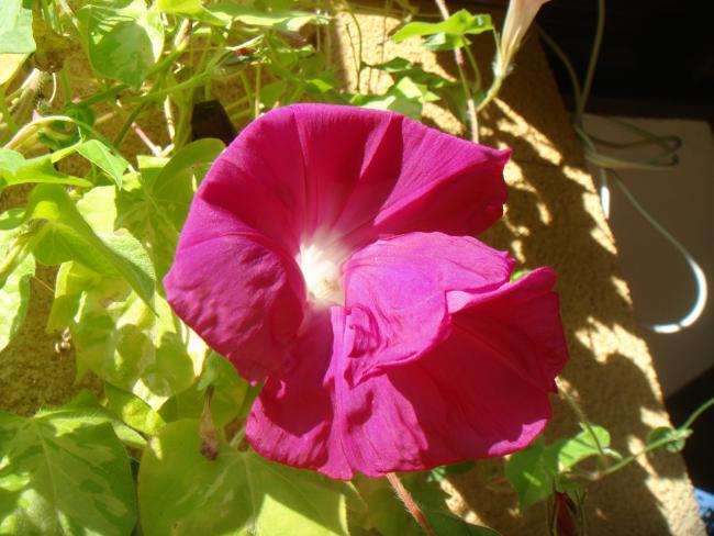 Name:  JMG 70.jpg
Views: 617
Size:  49.4 KB