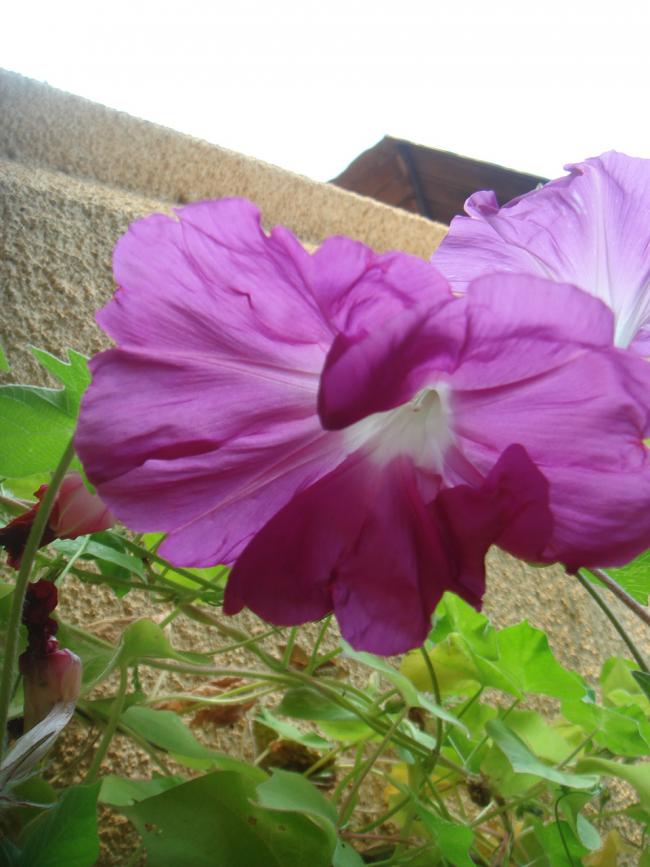 Name:  JMG 89.jpg
Views: 669
Size:  65.8 KB