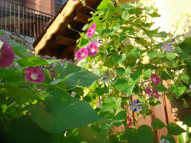 Name:  SF 101.jpg
Views: 675
Size:  67.1 KB