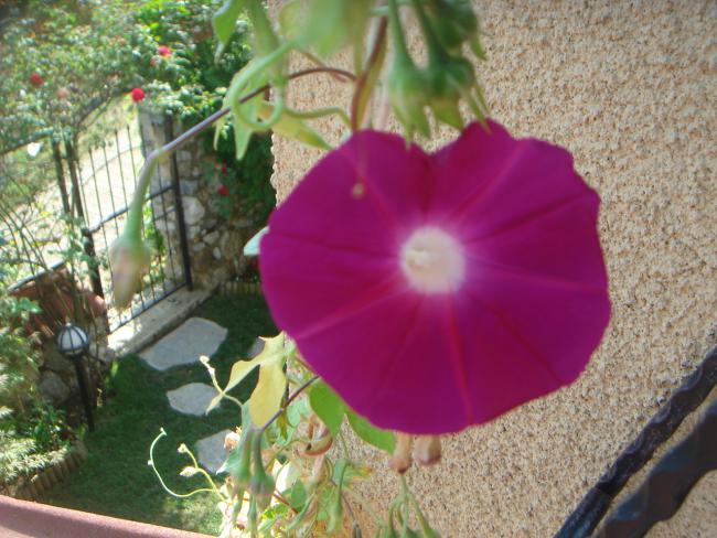 Name:  SF 3.jpg
Views: 659
Size:  58.3 KB