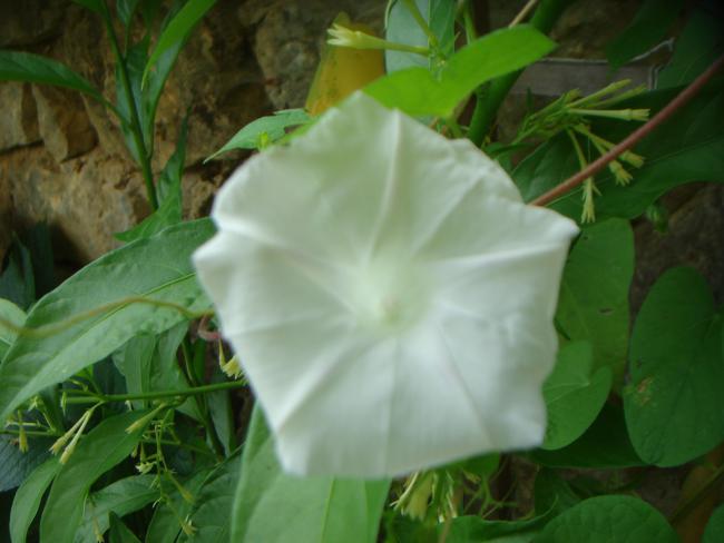 Name:  SF 46.jpg
Views: 664
Size:  34.3 KB