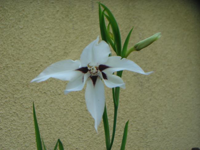 Name:  Peacock Orchid (Yaz Orkidesi) 10.jpg
Views: 673
Size:  36.4 KB