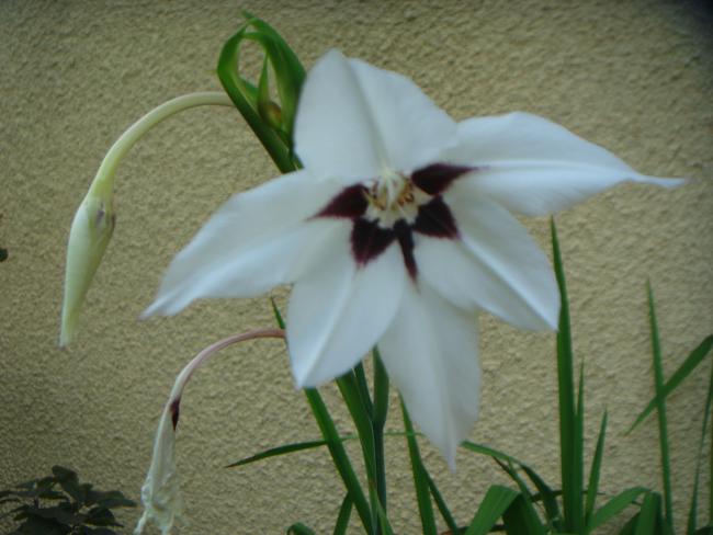 Name:  Peacock Orchid (Yaz Orkidesi) 14.jpg
Views: 651
Size:  40.6 KB