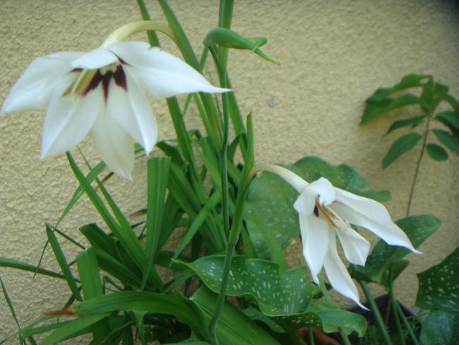 Name:  Peacock Orchid (Yaz Orkidesi) 5.jpg
Views: 679
Size:  44.8 KB