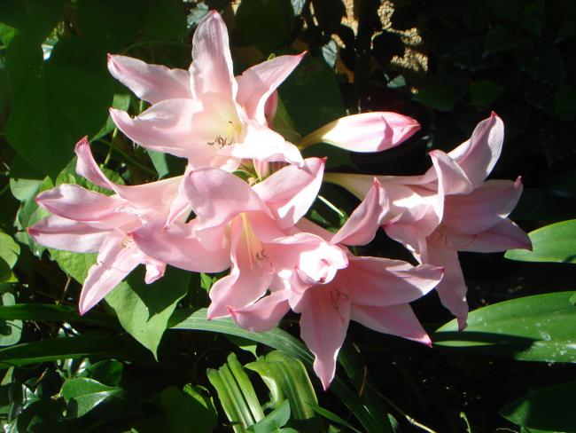 Name:  Pembe trompetler (Amaryllis Belladonna) 1.jpg
Views: 655
Size:  48.7 KB