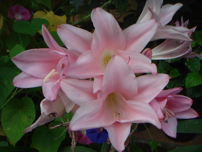 Name:  Pembe trompetler (Amaryllis Belladonna) 12.jpg
Views: 591
Size:  36.6 KB