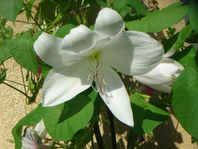 Name:  Crinum 2.jpg
Views: 1058
Size:  50.1 KB